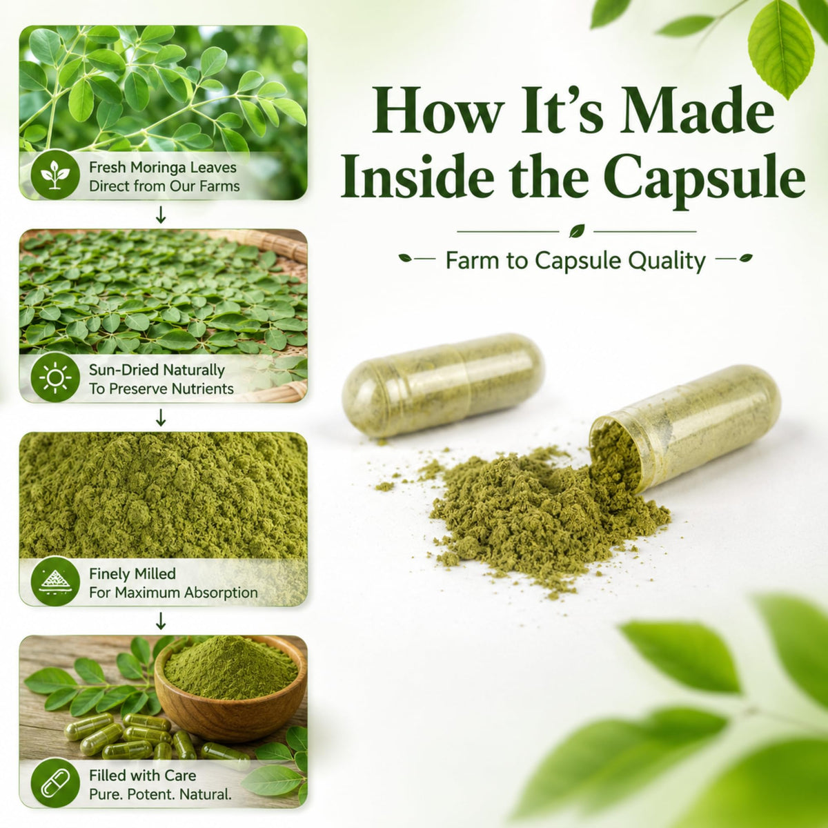 Organic Moringa Capsules 800mg 120 Count V4141