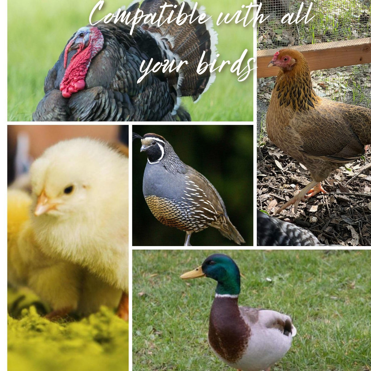 Leak Resistant Automatic Chicken Waterer Cups 8pk B870